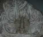Boedaspis-trilobite1